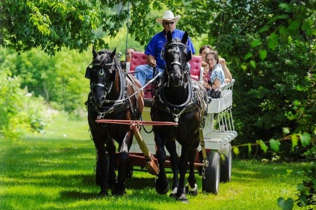 Horse Driven Carriage