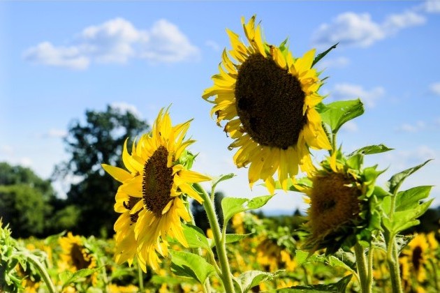 Field of Sunflowers