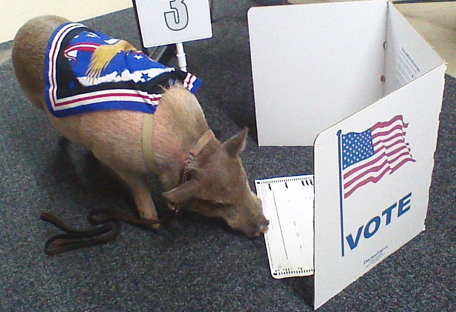 Picture of a pig sniffing a ballot on the floor