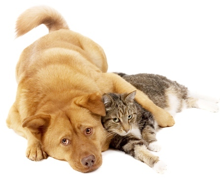 Get your pets vaccinated against Rabies!